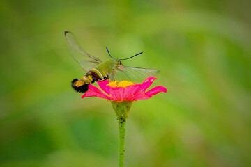 close up humming moth in the garden