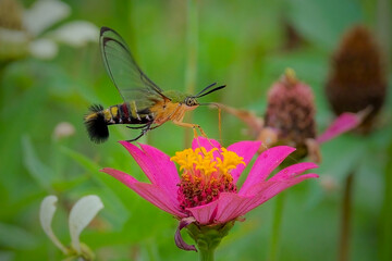 close up humming moth in the garden