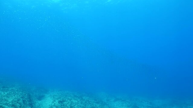underwater bonito fish  hunting  scenery blue water silverside fish school ocean scenery mediterranean sea fauna