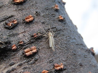 木にとまるオオユスリカ