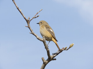 木の枝にとまるジョウビタキ