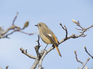Fototapeta premium 木の枝にとまるジョウビタキ