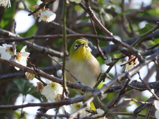 梅が咲く木の枝にとまったメジロ