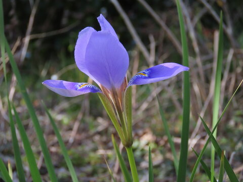 青紫色のカンアヤメの花