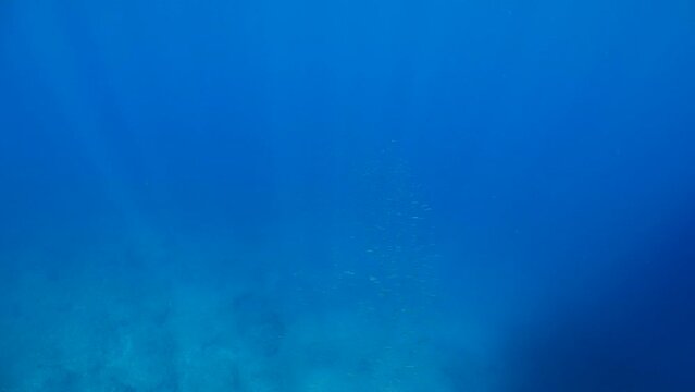 underwater bonito fish  hunting  scenery blue water silverside fish school ocean scenery mediterranean sea fauna