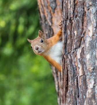 red squirrel in the forest © Anatolii 