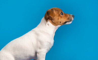 Funny jack Russell terrier puppy on a blue background.