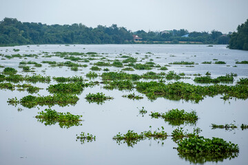 Naklejka premium THAILAND CHACHOENGSAO BANG KHLA BANG PAKONG RIVER