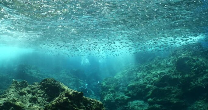silversides hiding behind secret rocks  under sun shine and beams underwater silverside fish school wavy sea protection ocean scenery