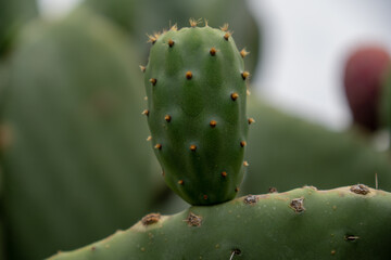 close up to Fig fruits opuntia (prickly pear, ficus-indica, Indian fig) is a species of cactus...
