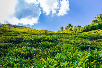 A view of the tea garden on a mountain terrace rising toward a clear blue sky with a beautiful Cloudscape. A lush green environment on a beautiful clear day is a perfect place for hikers. Sikkim
