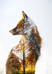 "Double Exposure Silhouette-fox"