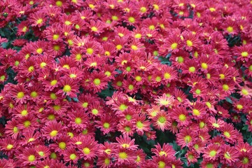 Chrysanthemum Orange flower or red Jamanthi flower in the full background	