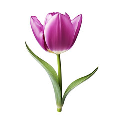 Beautiful tulip flower isolated on white