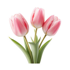 Beautiful tulip flowers isolated on white