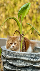 Captivating elegance for feline photography. Luxurious coats, regal charm, and expressive eyes make...