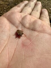 Bug on hand