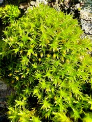 green moss background