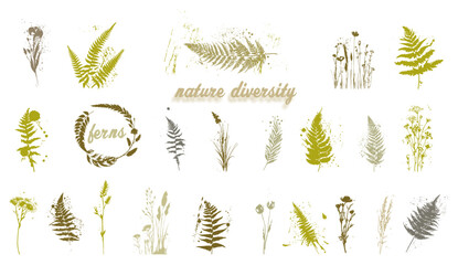 Nature diversity - Fern and grasses collection isolated on white background. Minimalist style of drawn plants and leaves.