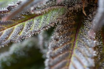 cannabis sugar leafs closeup, detail of trichomes