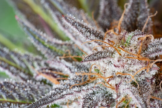 cannabis closeup, detail of trichomes