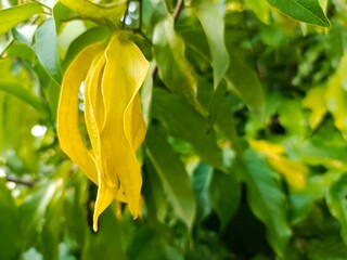 Yellow flower of Chinese Desmos, Desmos (Desmos chinensis Lour), fragrant in early morning and...