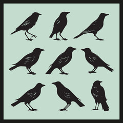 Crow black silhouette set vector, collection of birds