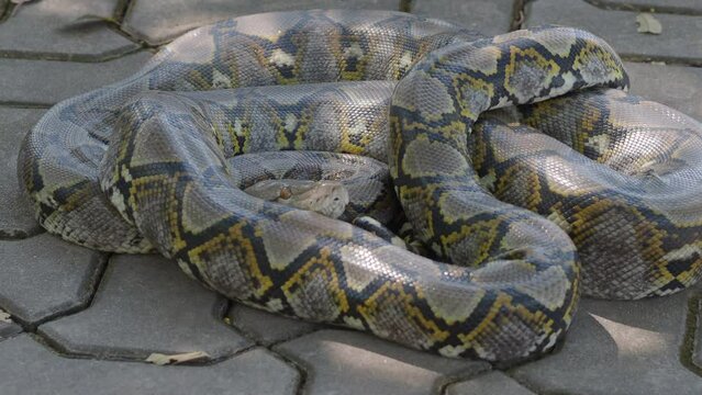 Python crawls on rocks and grass.