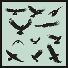 Eagle black silhouette set vector, silhouettes set