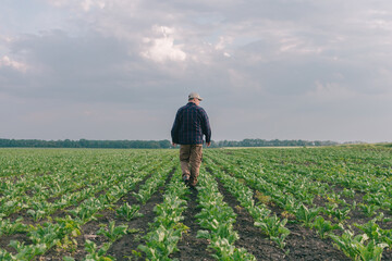 A farmer in a field of sugar beets checks the crop and the presence of weeds. Agricultural concept...