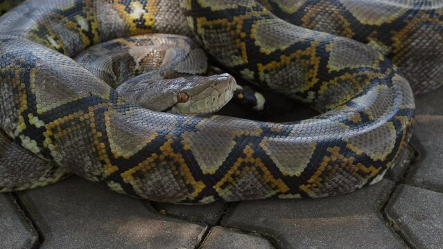 Python crawls on rocks and grass.