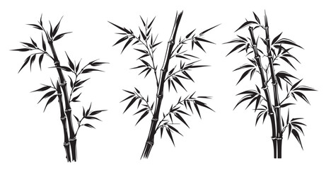 Bamboo hand drawn style, illustrations	
