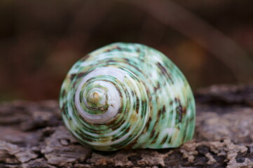 Beautiful little green seashell close-up.