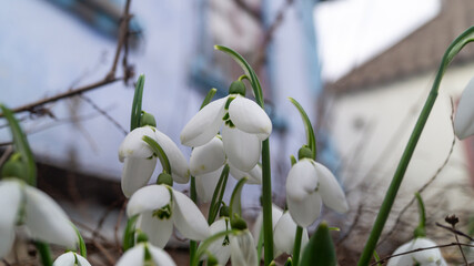 Snowdrops. Close-up of snowdrops. White flowers close-up