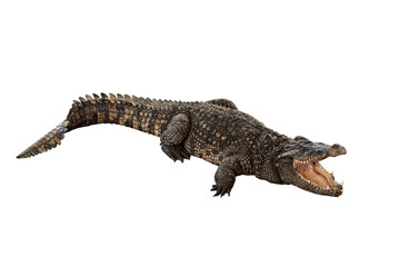crocodile actor lies with his mouth open on white background with clipping path.