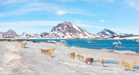 Many greenland dogs chained up on the snow, with hut-colored houses in the background and Greenland...