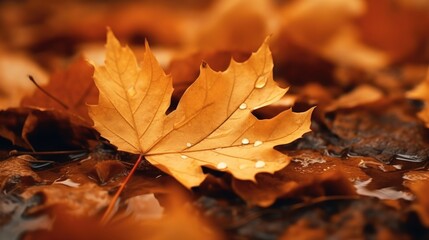 A detailed view of a leaf on the ground. Suitable for nature and environmental themes