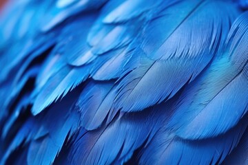 Fototapeta premium Detailed close-up of blue bird feathers, suitable for nature and wildlife themes