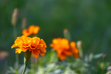 オレンジ色が鮮やかなマリーゴールド