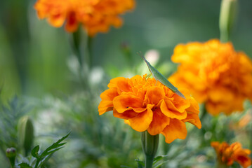 オレンジ色が鮮やかなマリーゴールド