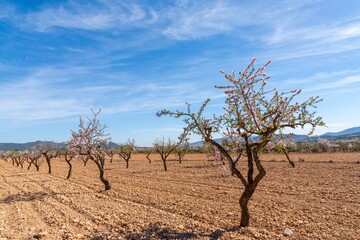 Fototapeta na wymiar blossoming almond trees in a ochre earth field in the springtime in southern Spain