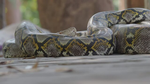 Python crawls on rocks and grass.