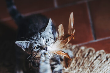 Portrait d'un petit chaton tigré amusant
