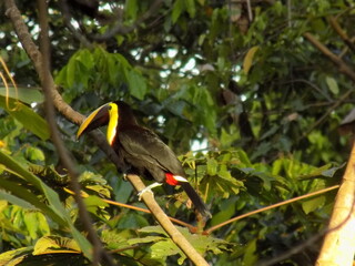 Toucan sur sa branche dans la jungle