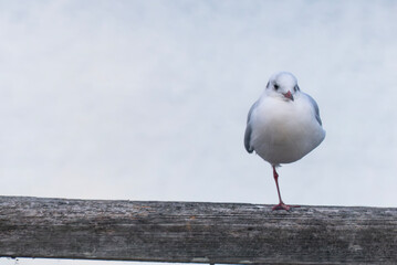 一本足で立つ琵琶湖のユリカモメ