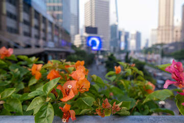 Bright orange Bougainvillea plant flowers on pedestrian Bridge at Sudirman street, Jakarta. Office...