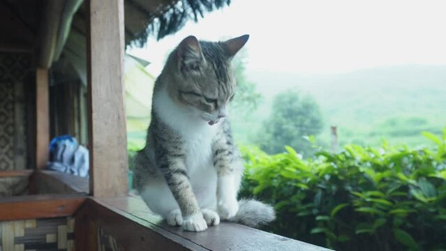 a cute white and gray cat with black stripes in a tea plantation