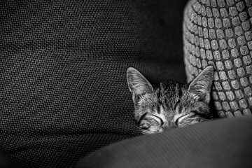 Portrait d'un chaton tigré en train de dormir profondément sur le canapé