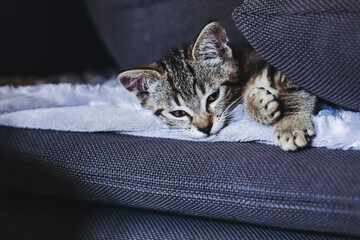 Portrait d'un chaton tigré en train de dormir profondément sur le canapé - 745199687
