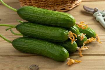 Fresh young homegrown green small cucumbers with flowers on a wooden table close up